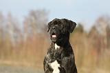 CANE CORSO 821